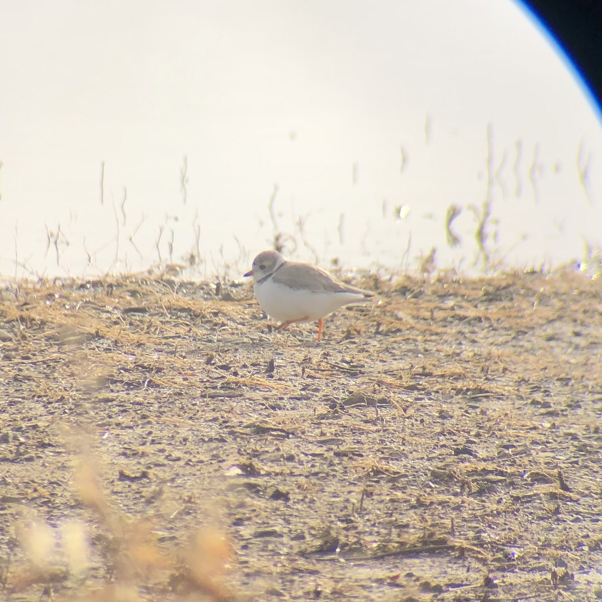 Piping Plover - ML618951143