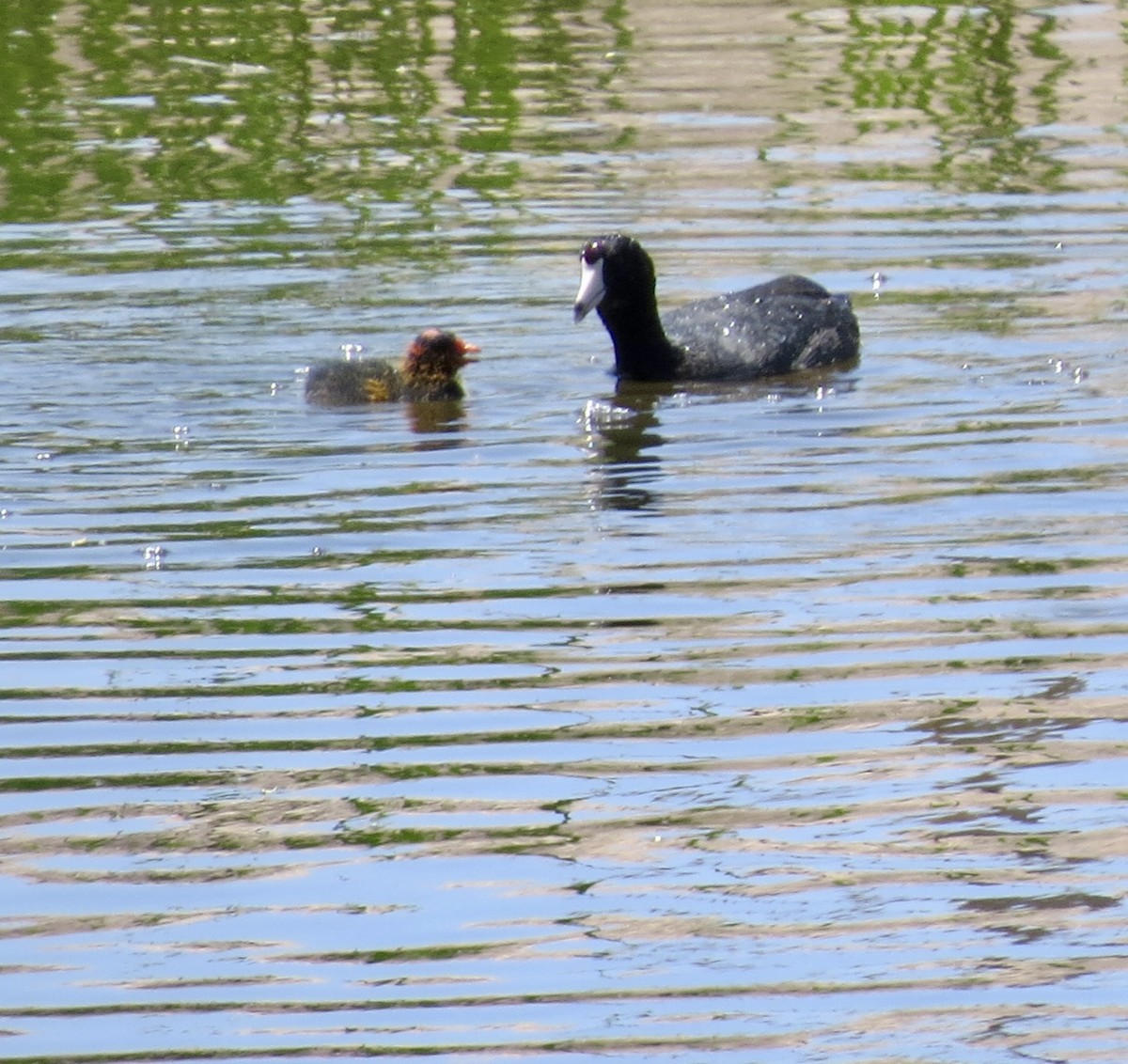 American Coot - ML618951155