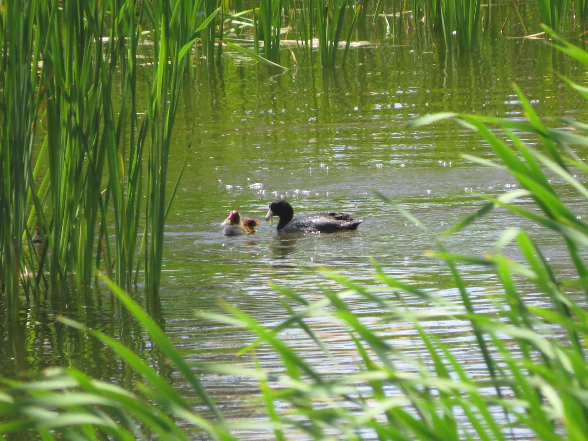 American Coot - Dawn Zappone