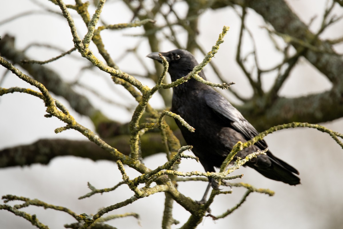 Carrion Crow - Guido Van den Troost