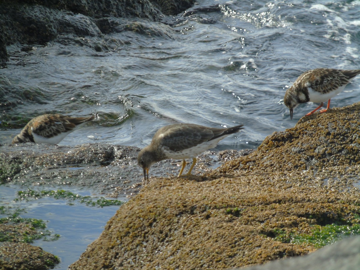 Surfbird - ML618951172