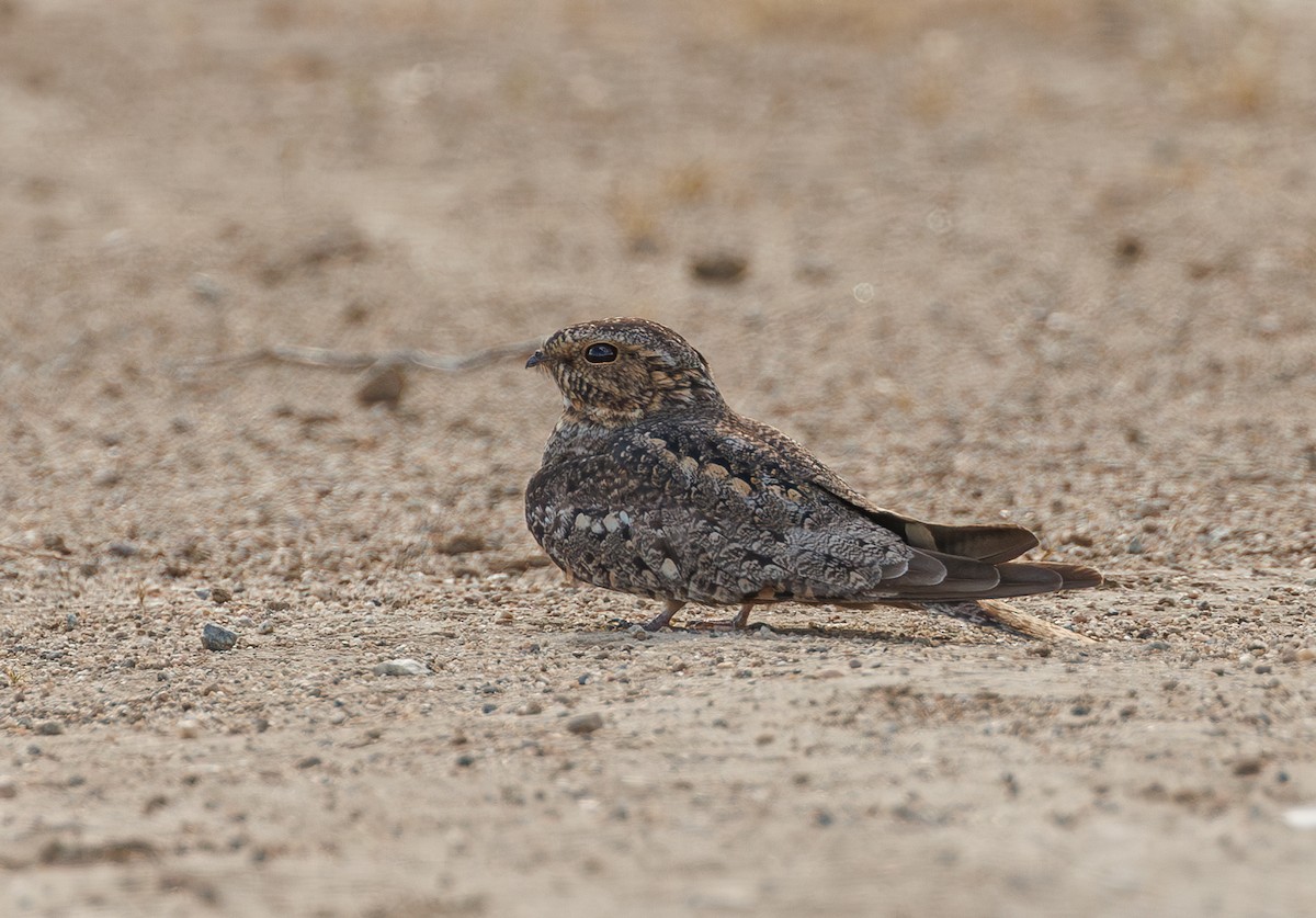 Lesser Nighthawk - Chezy Yusuf