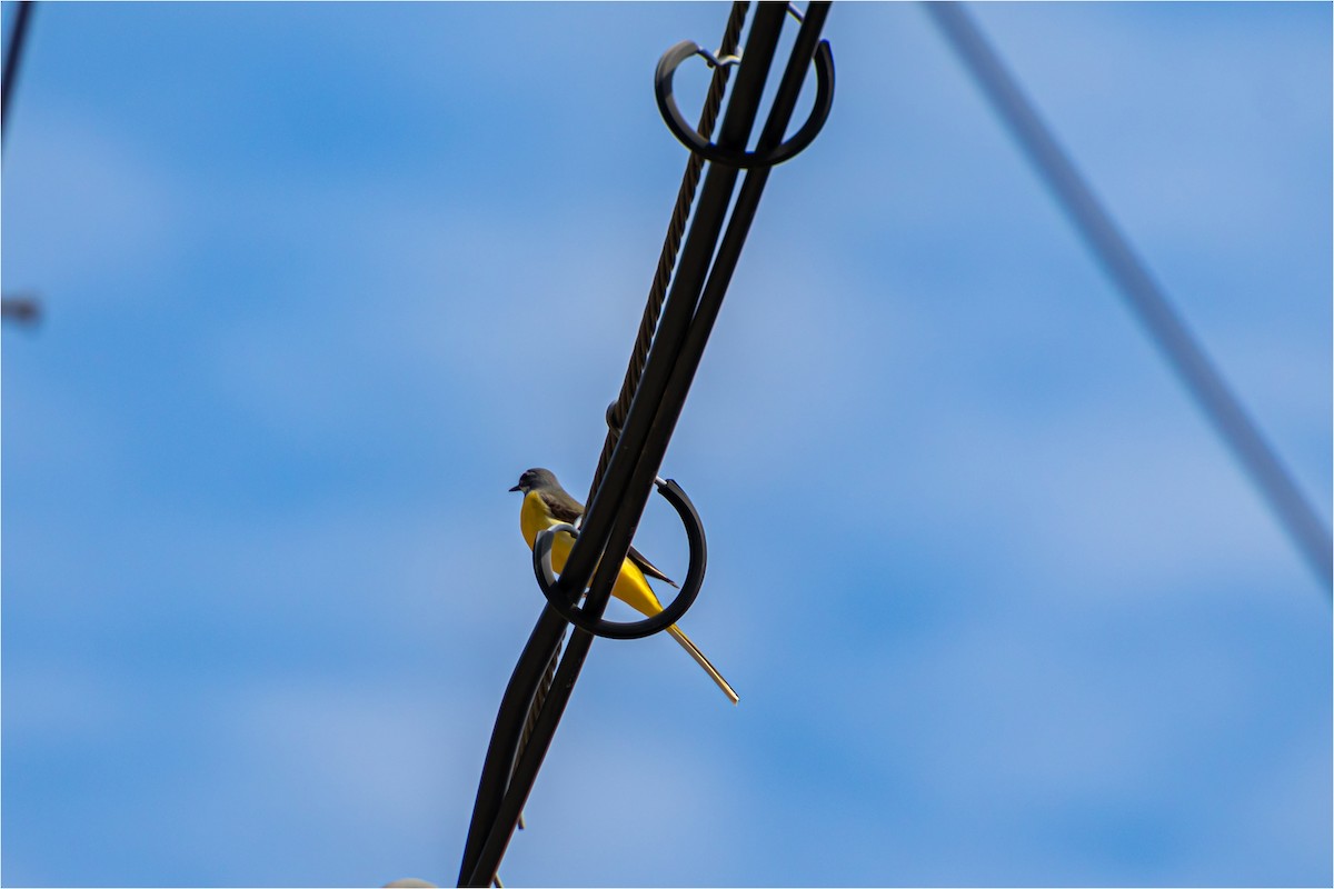 Gray Wagtail - 대준 유