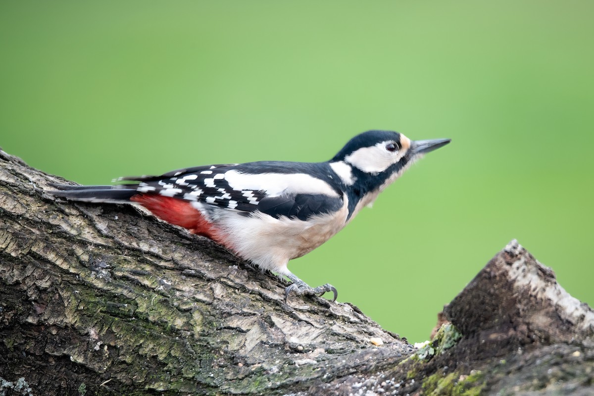 Great Spotted Woodpecker - Guido Van den Troost