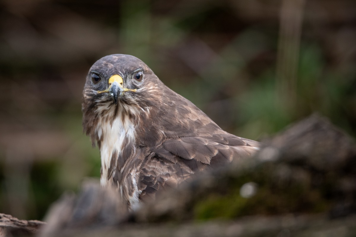 Common Buzzard - Guido Van den Troost