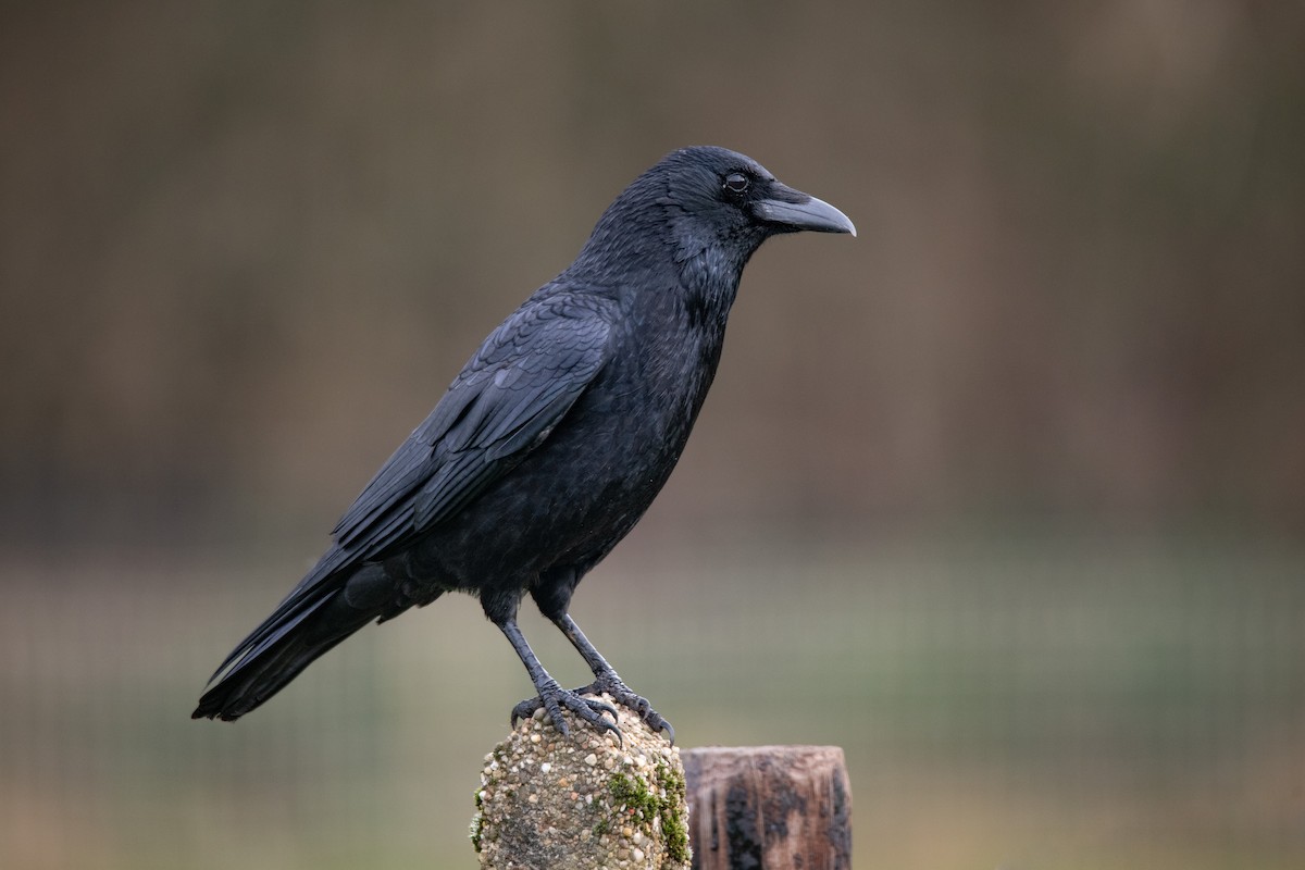 Carrion Crow - Guido Van den Troost