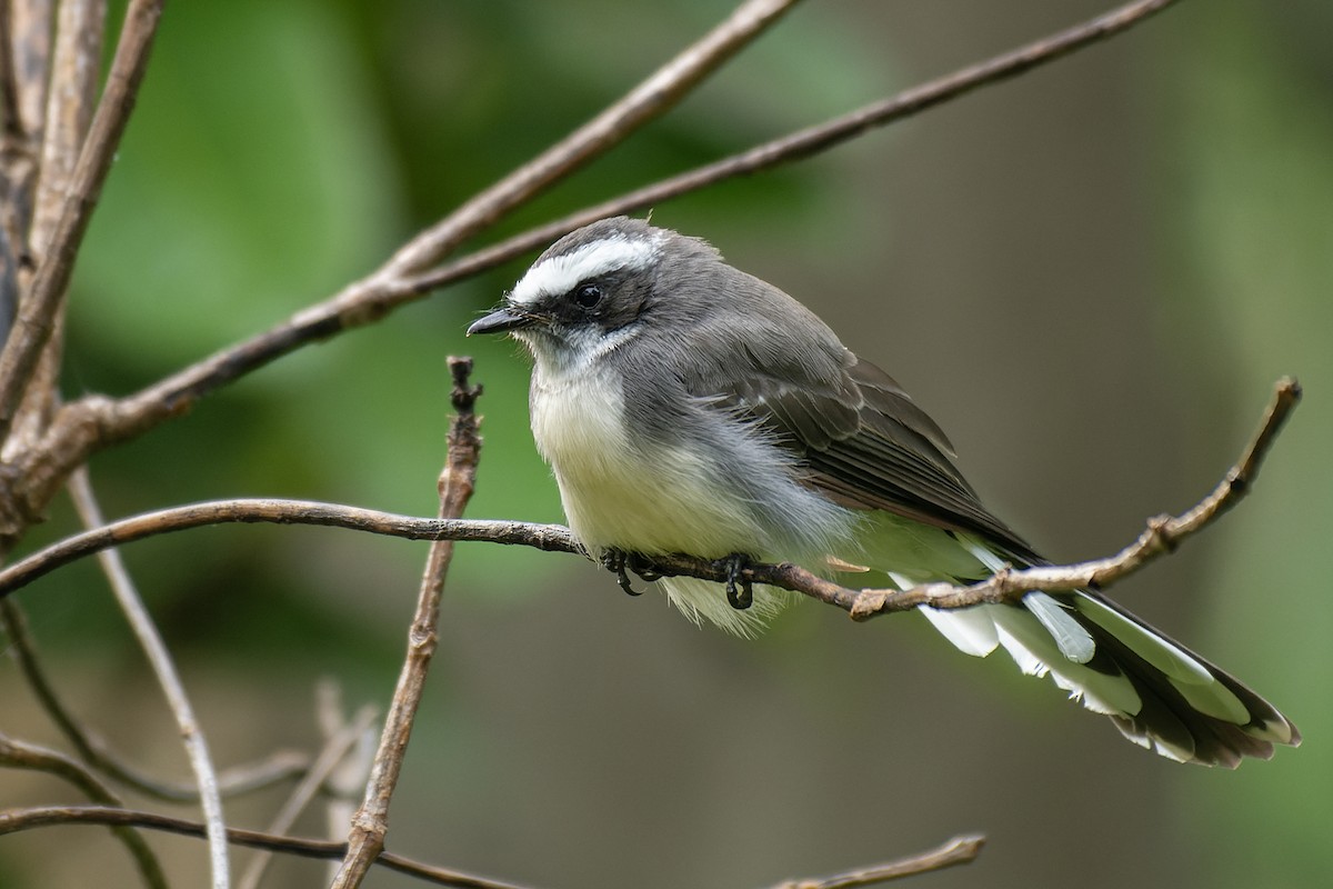 White-browed Fantail - Muangpai Suetrong