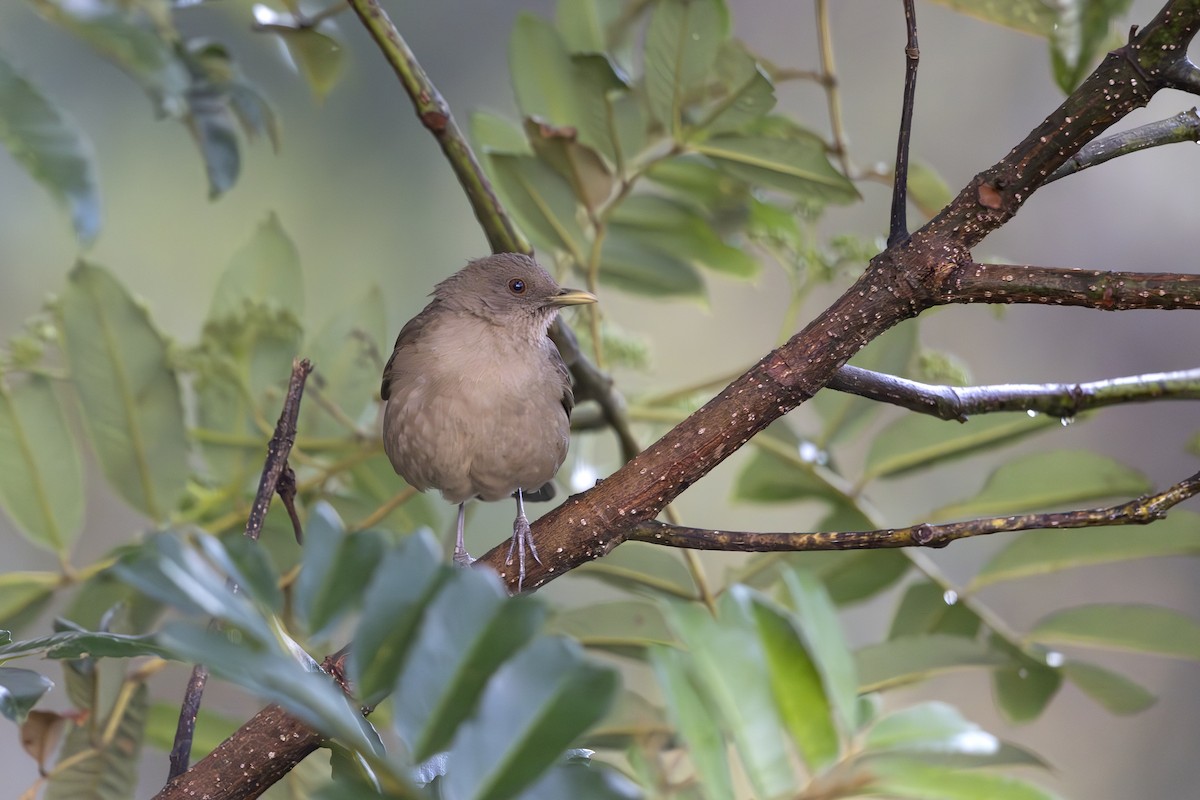 Clay-colored Thrush - ML618951224