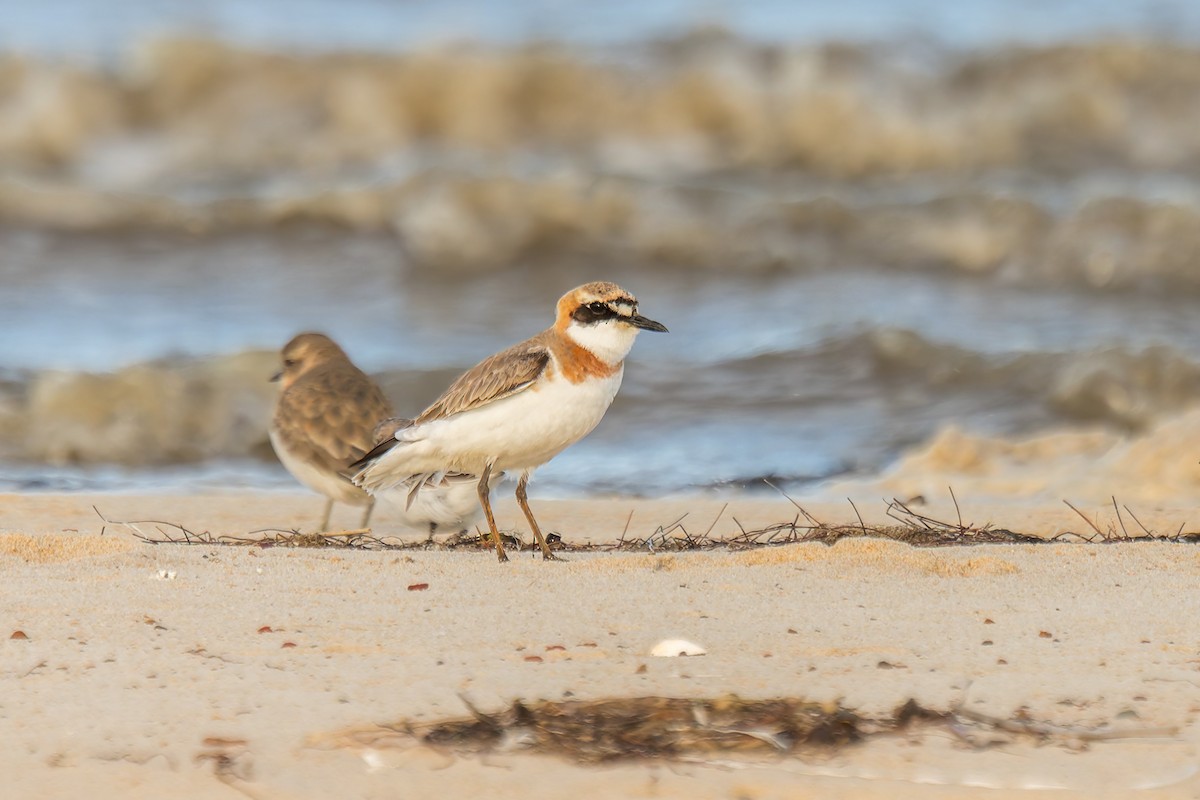 Greater Sand-Plover - ML618951243
