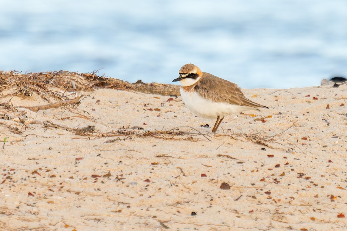 Greater Sand-Plover - ML618951244