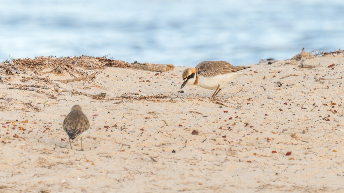 Greater Sand-Plover - Mark Bennett