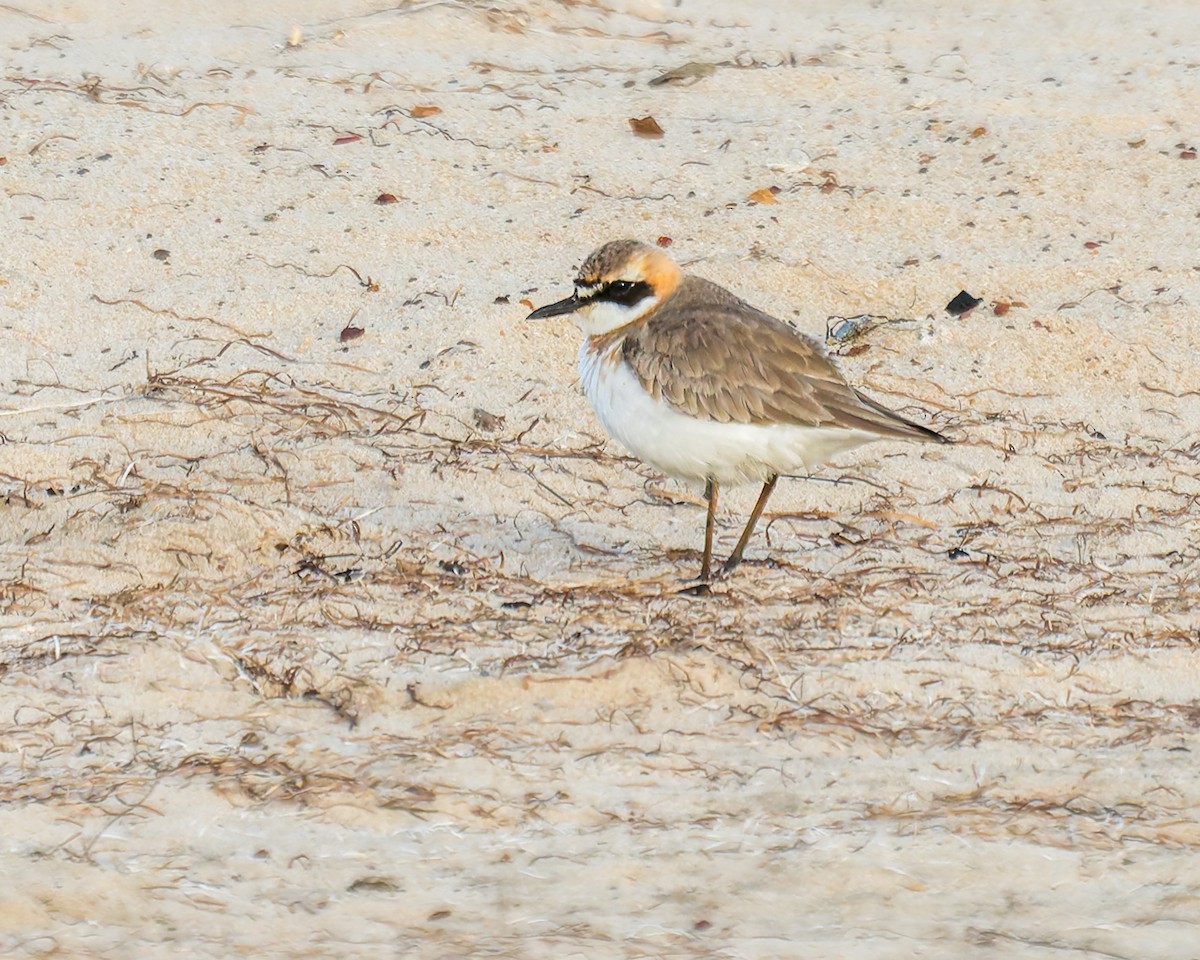 Greater Sand-Plover - ML618951246