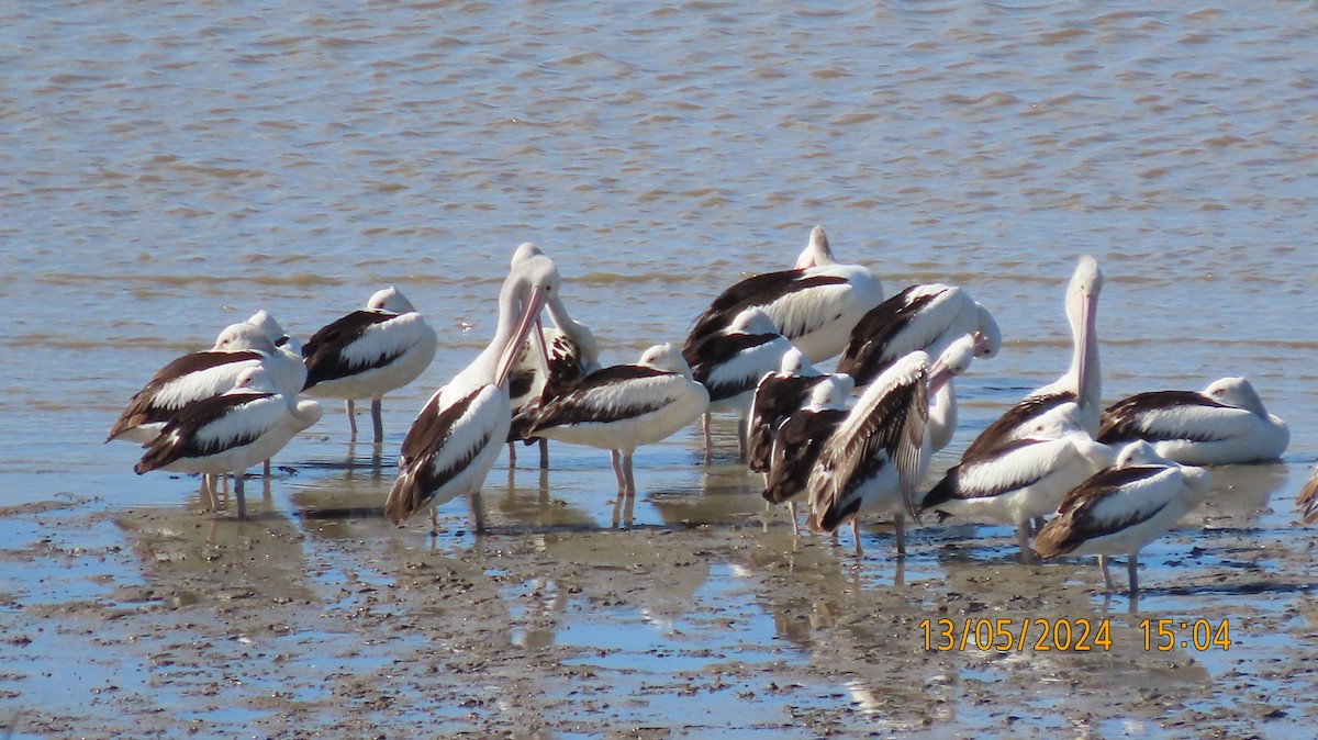 Australian Pelican - Norton Gill