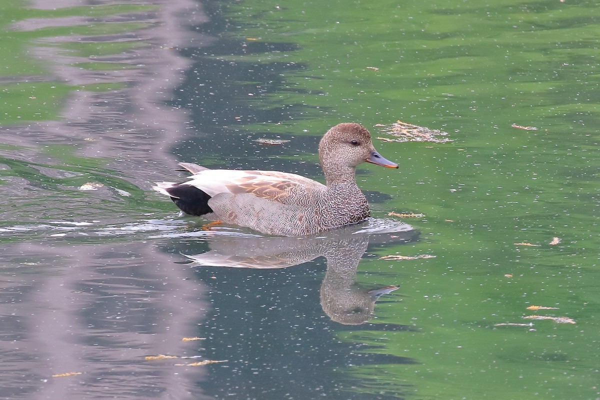 Gadwall - Scott Eaton