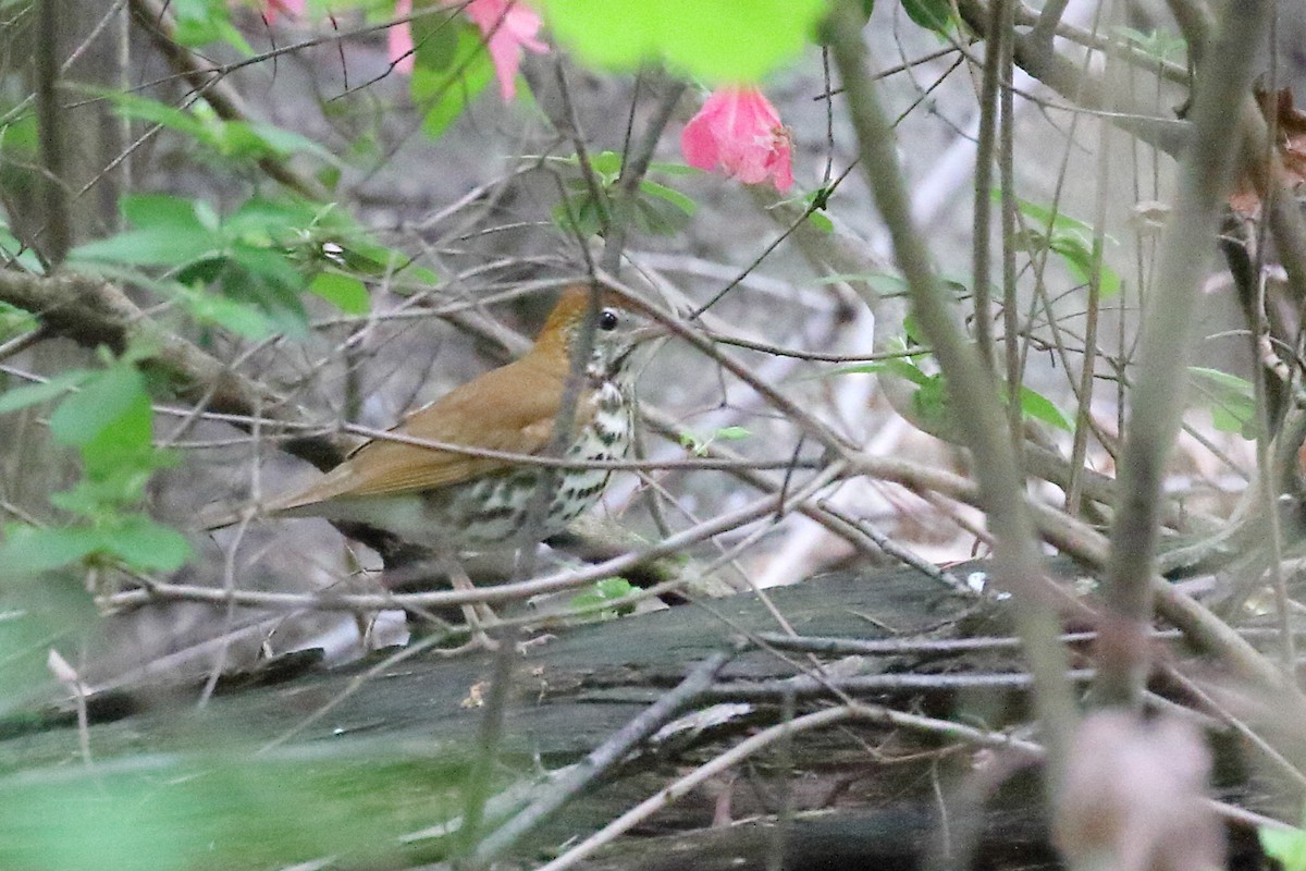 Wood Thrush - Scott Eaton