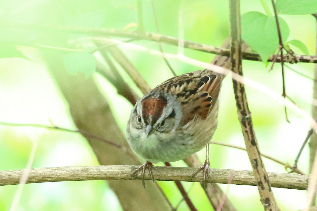 Swamp Sparrow - Scott Eaton