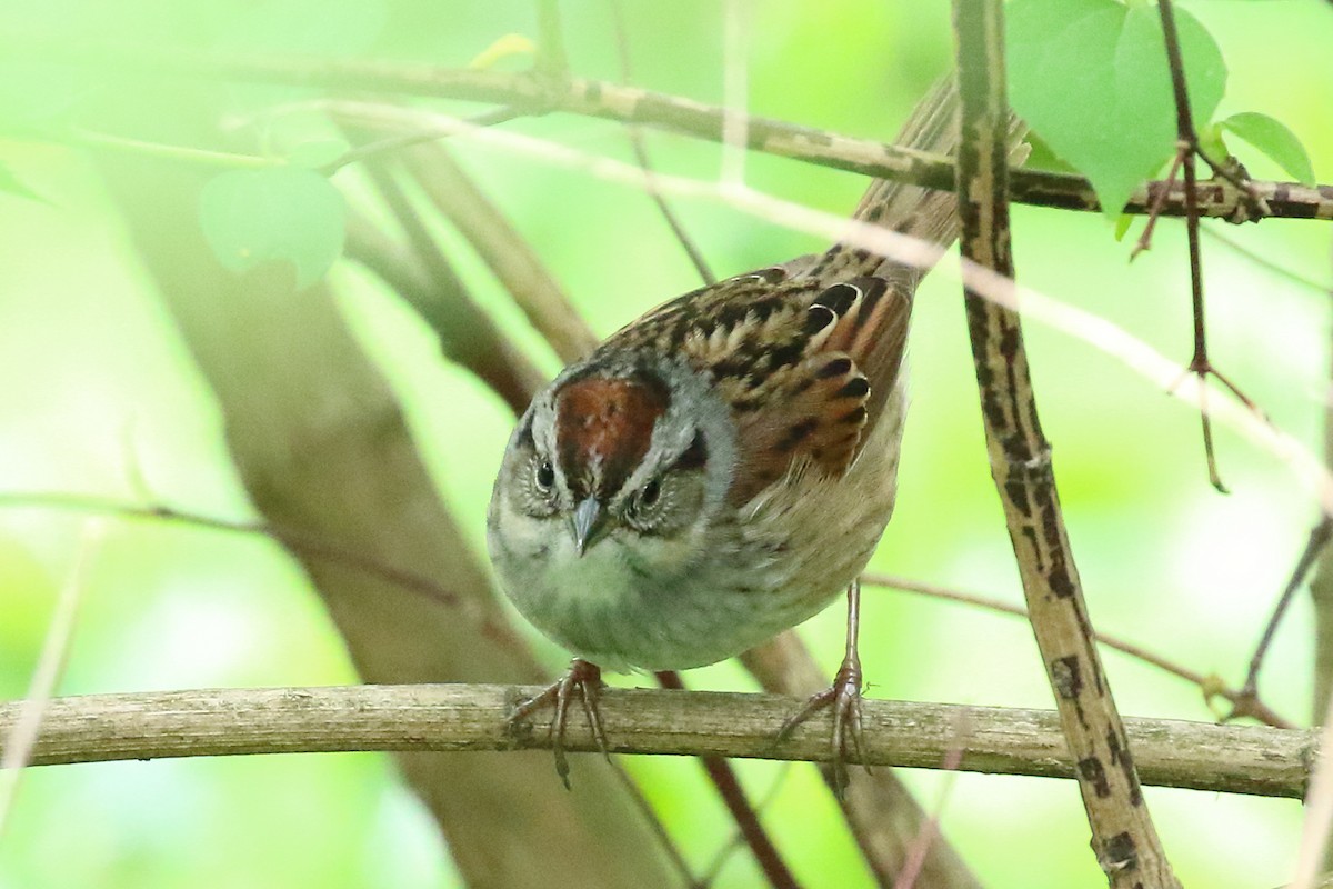 Swamp Sparrow - Scott Eaton