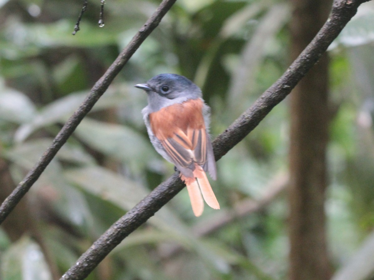 Mascarene Paradise-Flycatcher - Sabine Munsch