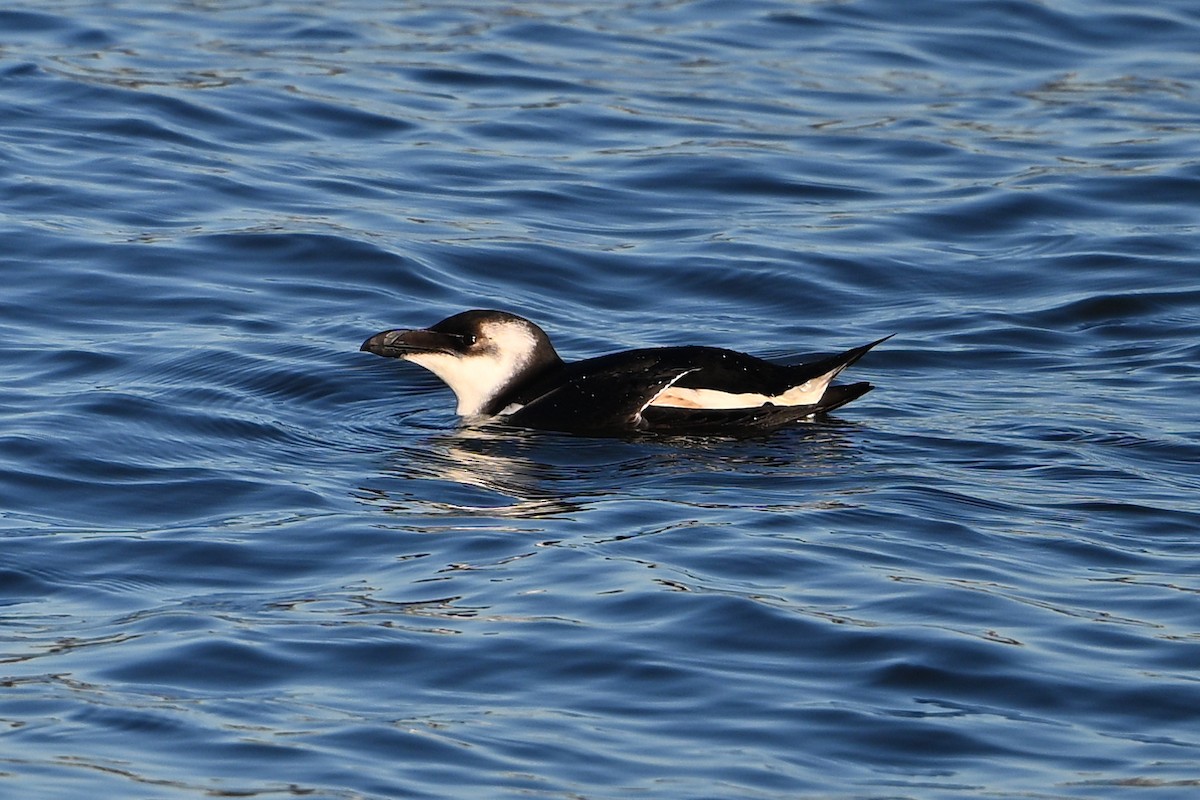 Razorbill - ML618951303