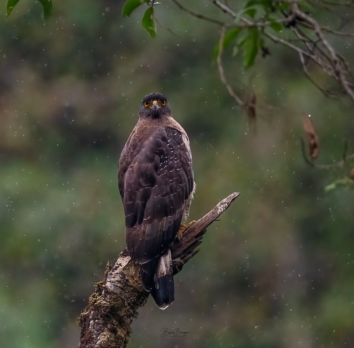 Crested Serpent-Eagle - ML618951304