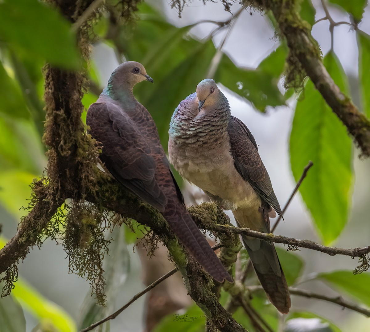 Barred Cuckoo-Dove - BIPLAB BANERJEE