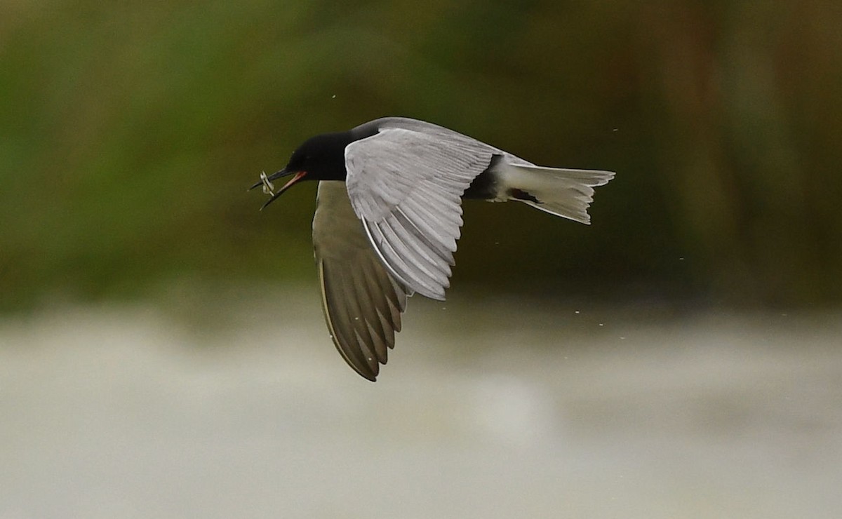 Black Tern - ML618951324