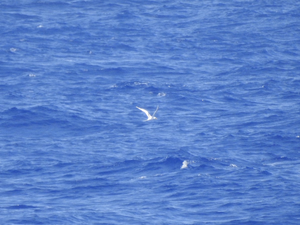 White-tailed Tropicbird - Noam Markus