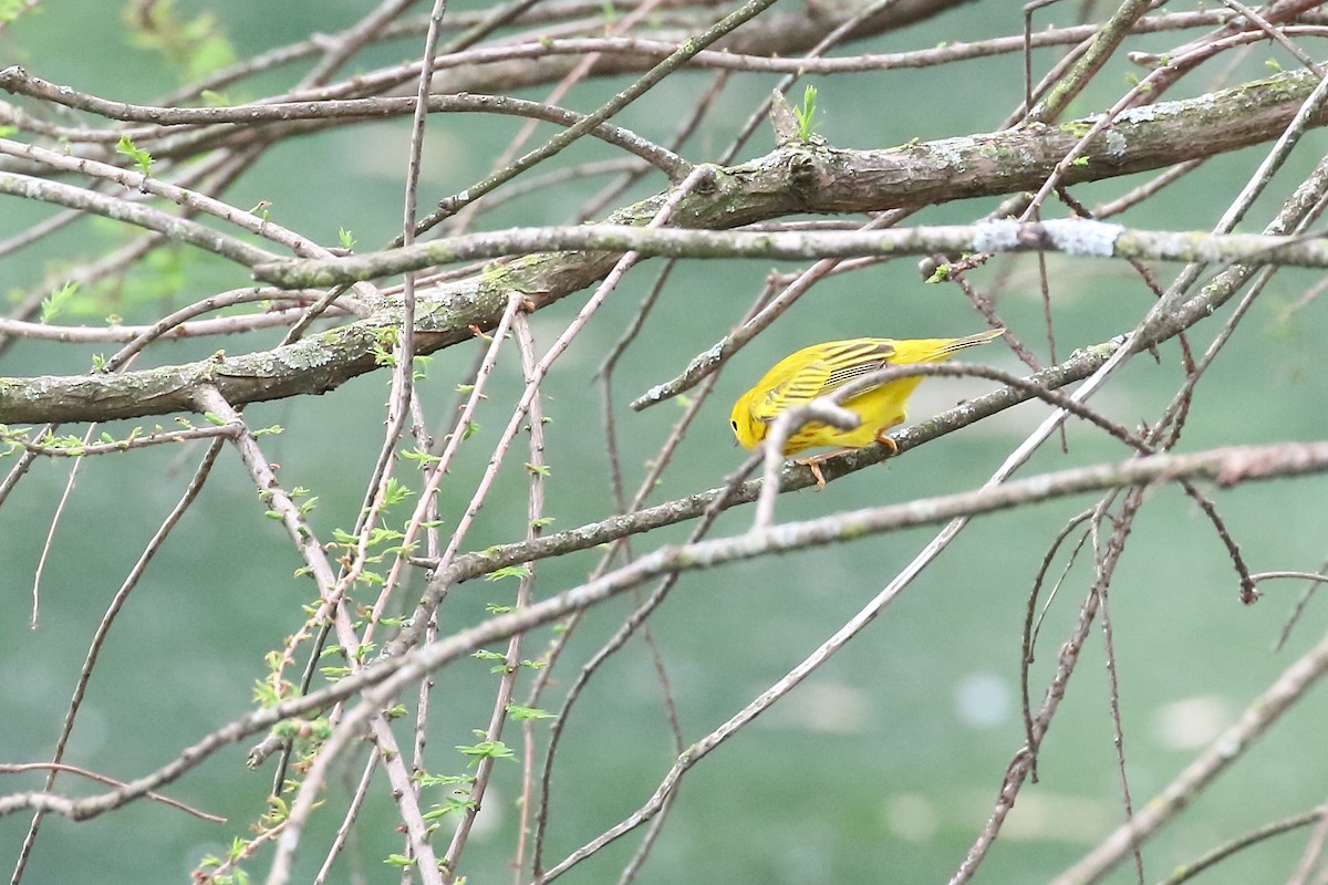 Yellow Warbler - Scott Eaton