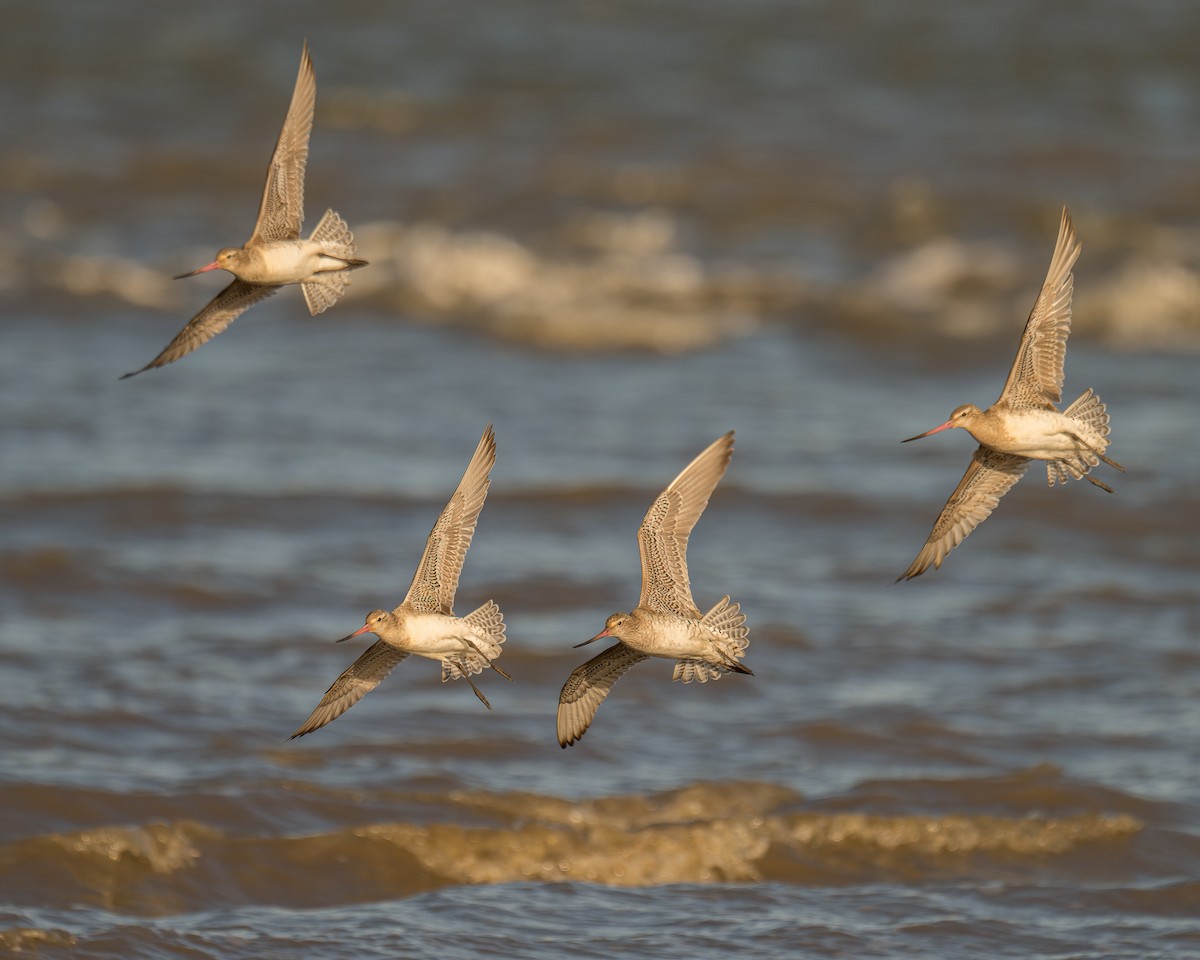Bar-tailed Godwit - ML618951350