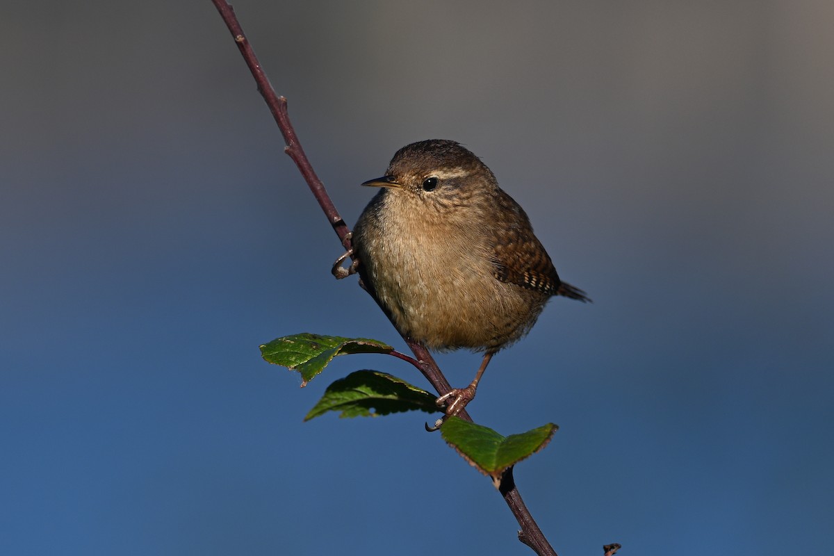 Eurasian Wren - ML618951374