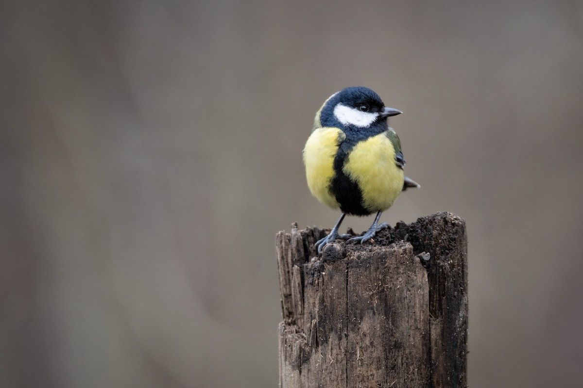 Great Tit - Guido Van den Troost