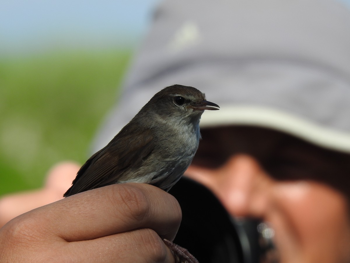 Cetti's Warbler - ML618951409