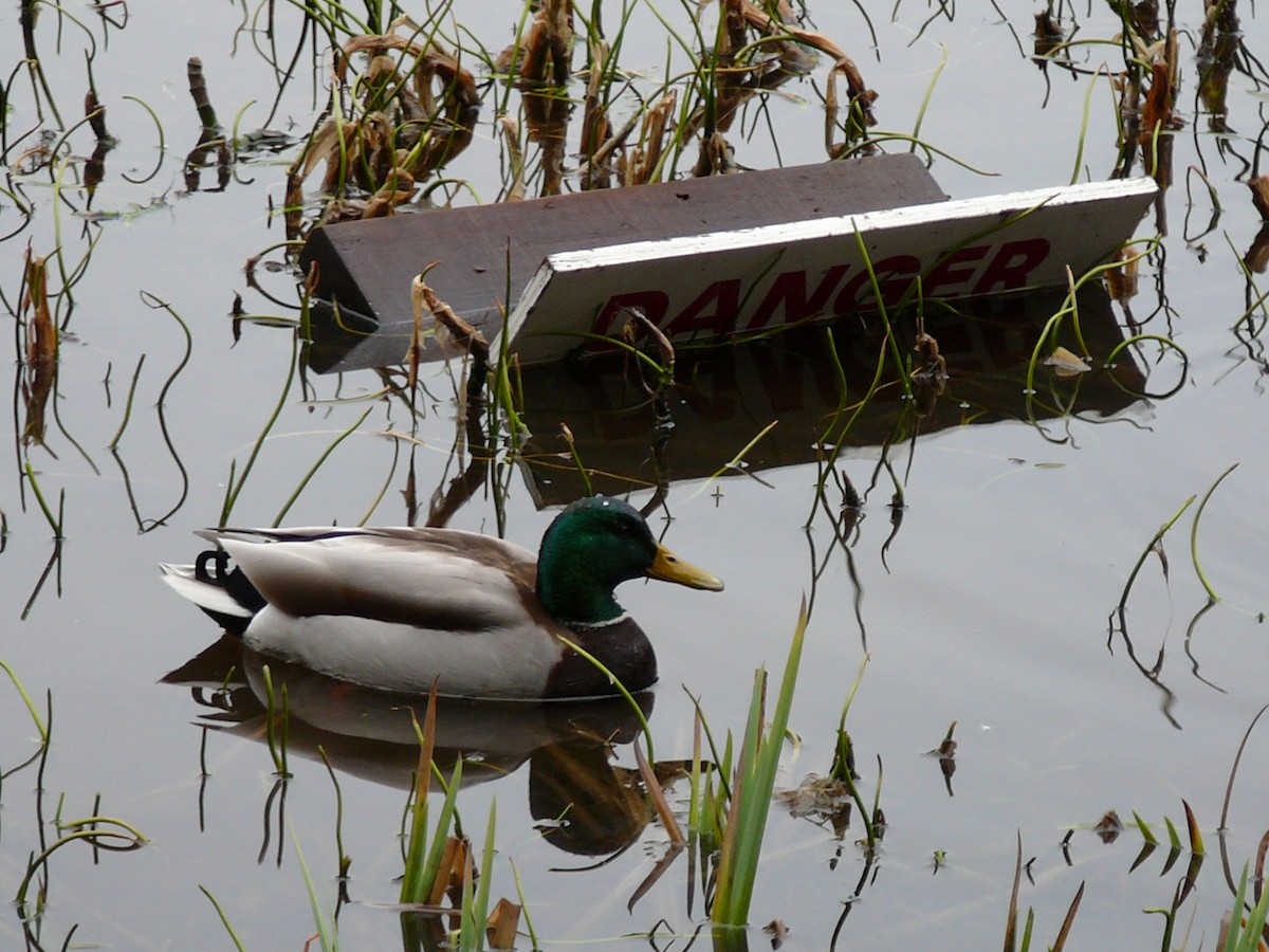 Mallard - Kanae Okubo