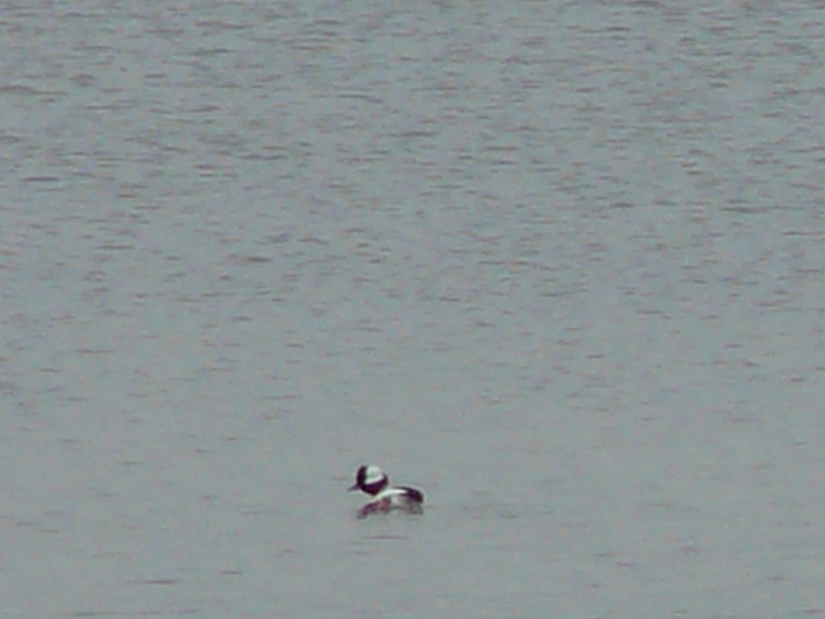 Bufflehead - ML618951427