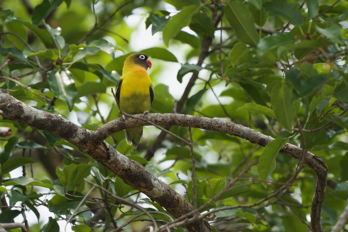 Yellow-collared Lovebird (Domestic type) - Sam Hambly