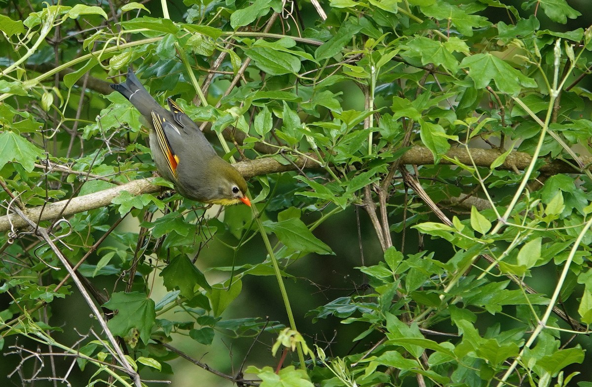 Red-billed Leiothrix - Hans Schekkerman