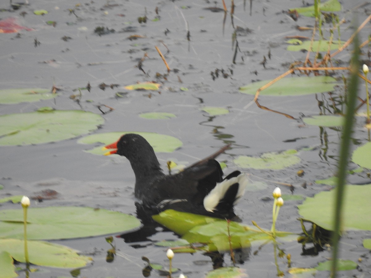 Eurasian Moorhen - Dr. Shishupala S