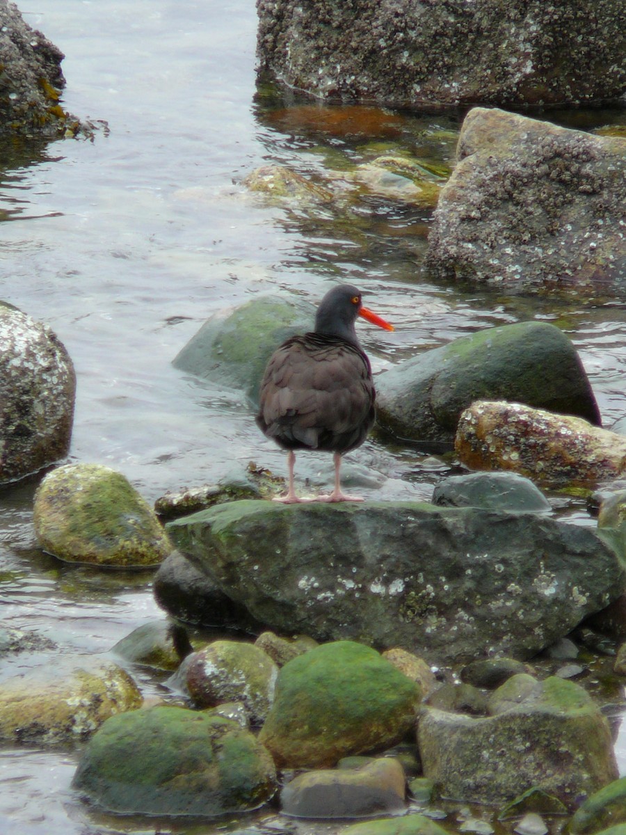 Black Oystercatcher - Kanae Okubo