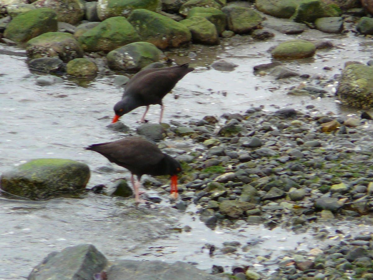 Black Oystercatcher - Kanae Okubo