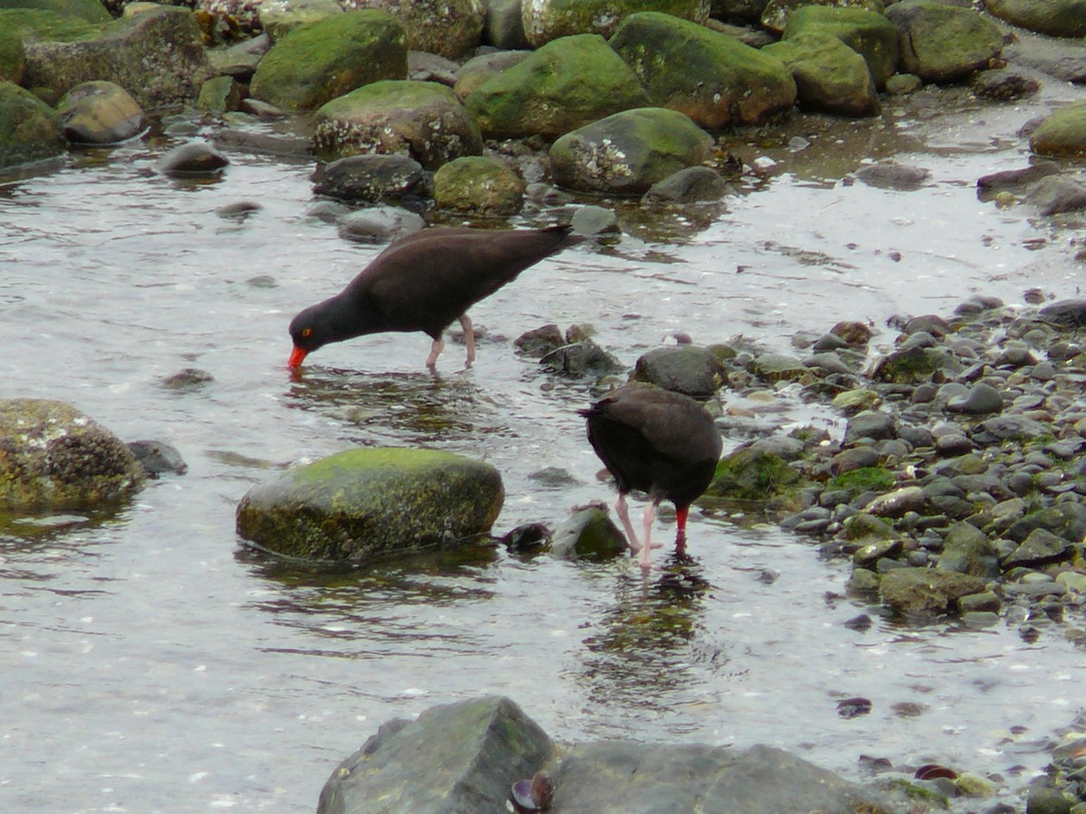 Black Oystercatcher - Kanae Okubo