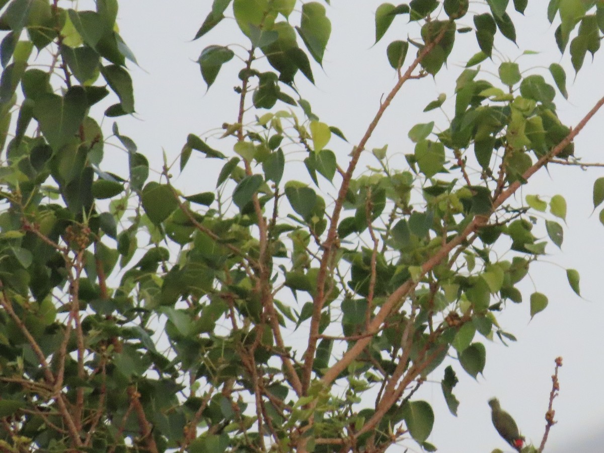 Coppersmith Barbet - Shilpa Gadgil