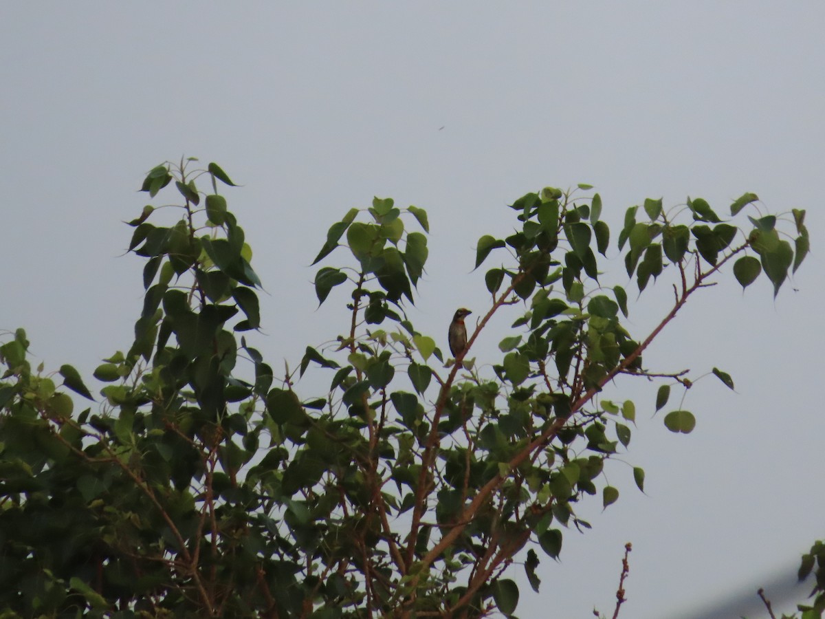 Coppersmith Barbet - Shilpa Gadgil