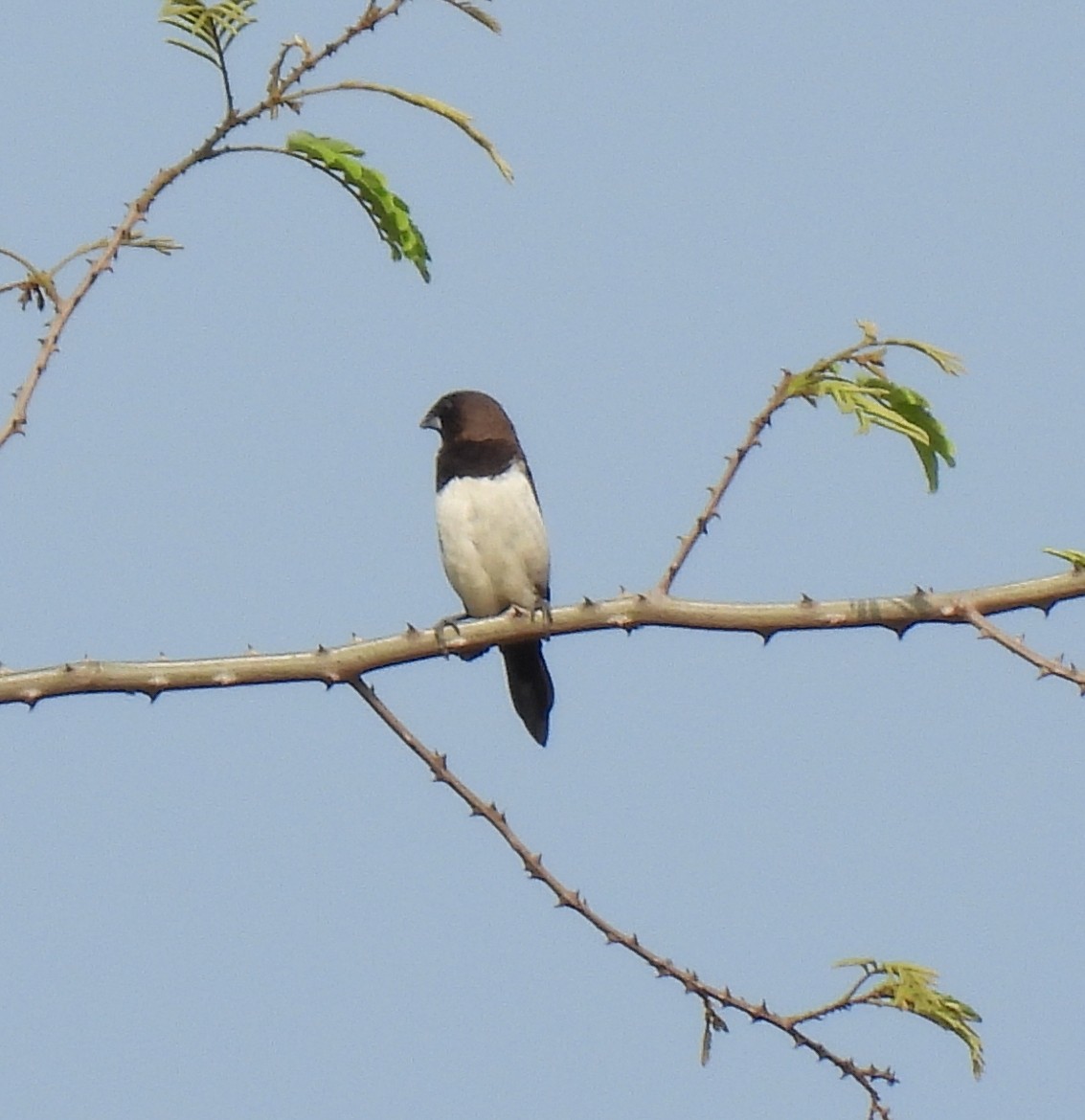 White-rumped Munia - Rama M V