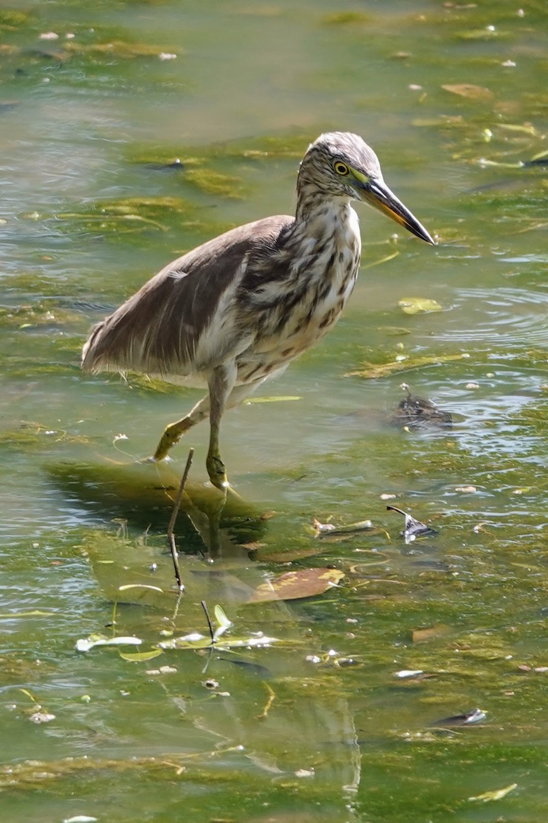 Indian Pond-Heron - Brecht Caers