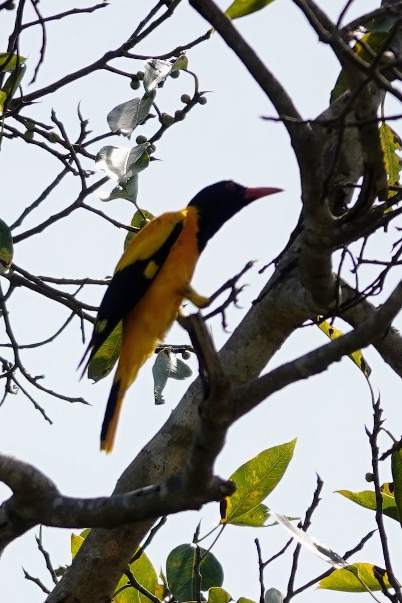 Black-hooded Oriole - Brecht Caers