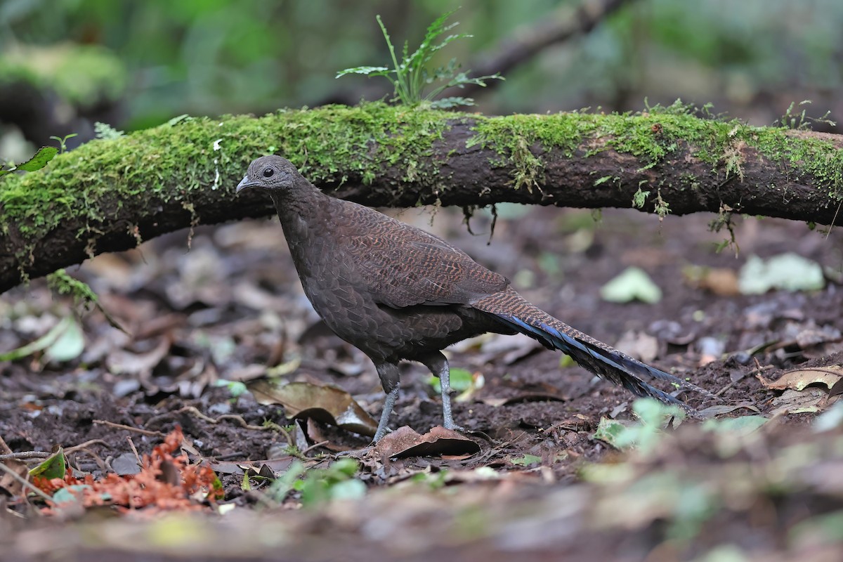 Bronze-tailed Peacock-Pheasant - Chun Fai LO