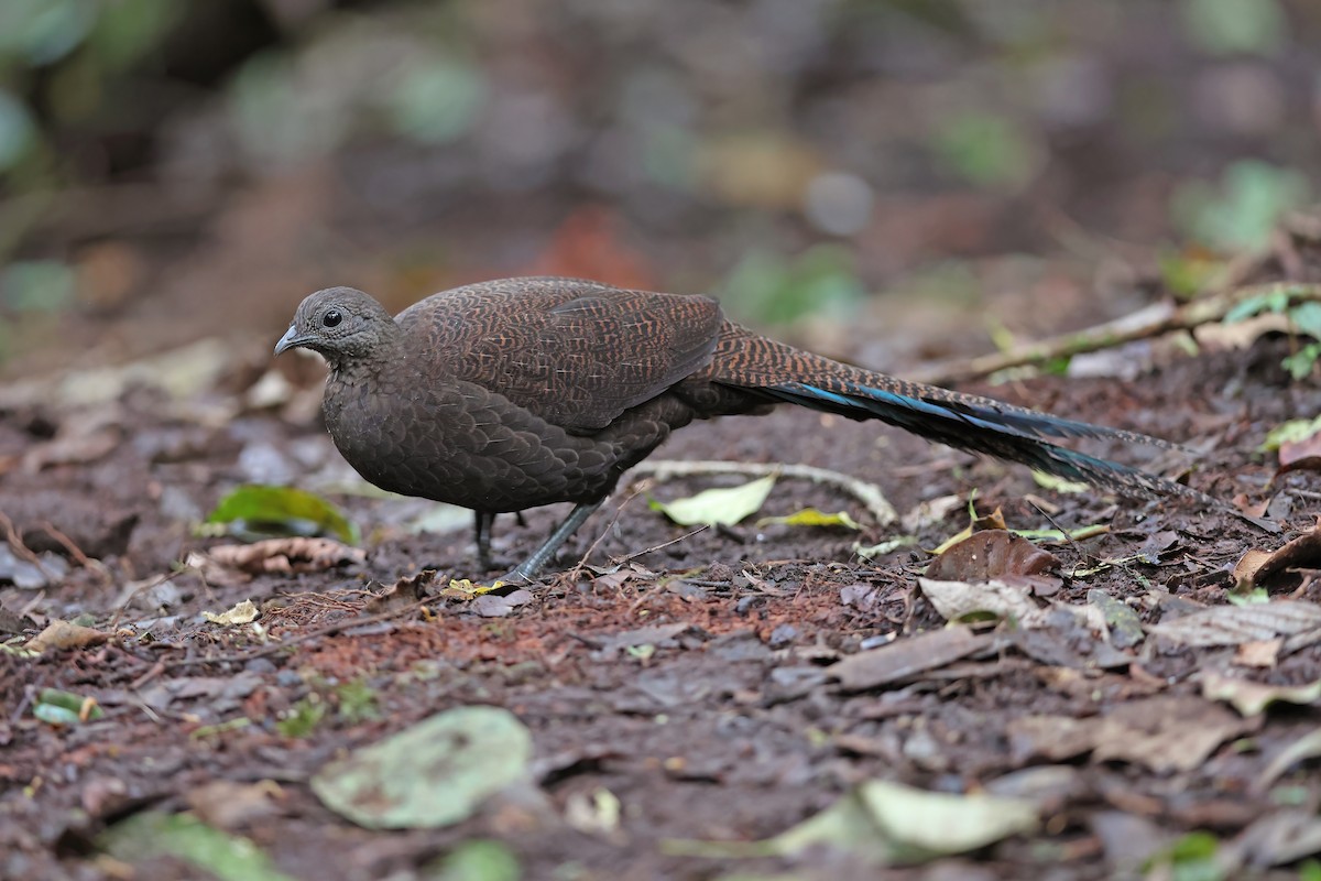 Bronze-tailed Peacock-Pheasant - Chun Fai LO