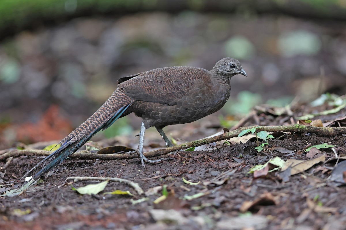 Bronze-tailed Peacock-Pheasant - Chun Fai LO