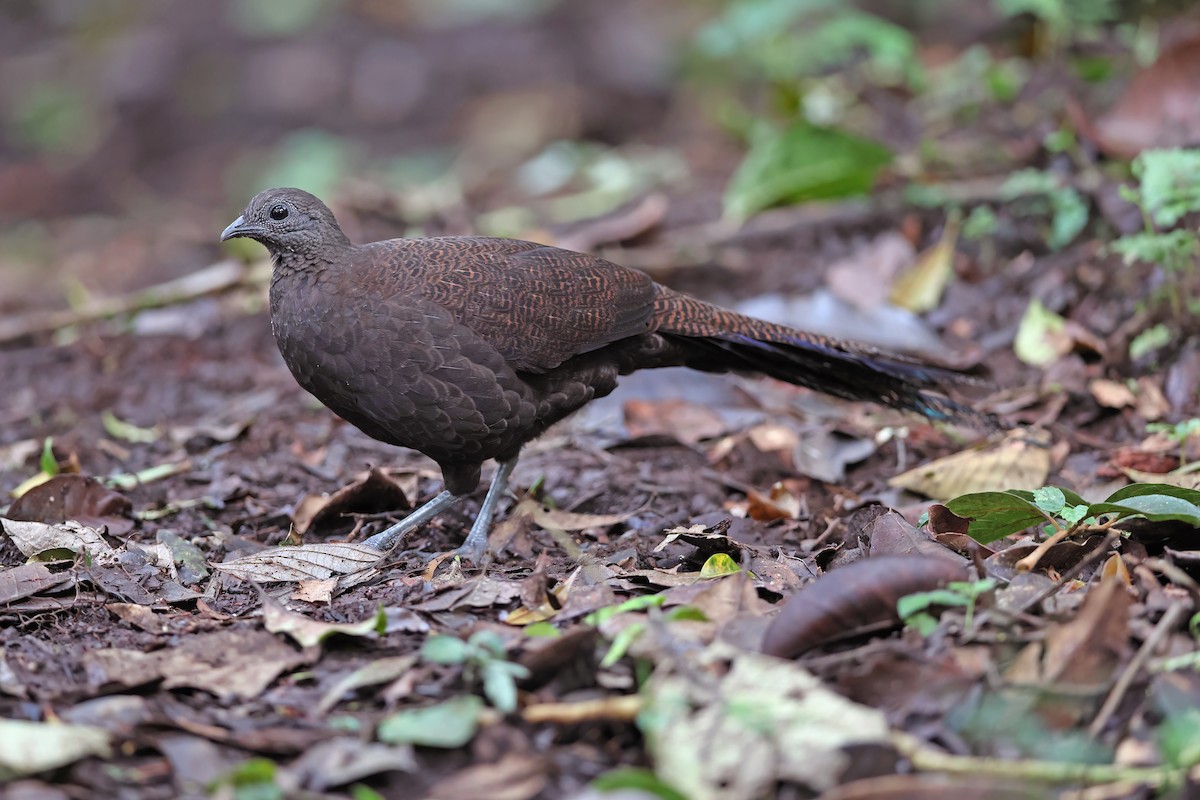 Bronze-tailed Peacock-Pheasant - Chun Fai LO