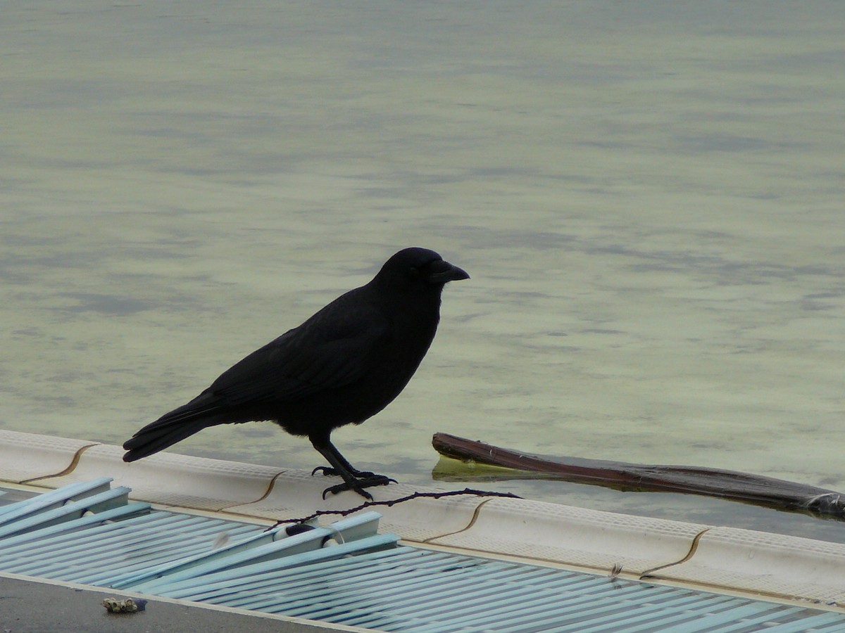 American Crow - Kanae Okubo